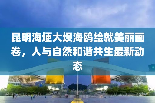昆明海埂大坝海鸥绘就美丽画卷，人与自然和谐共生最新动态