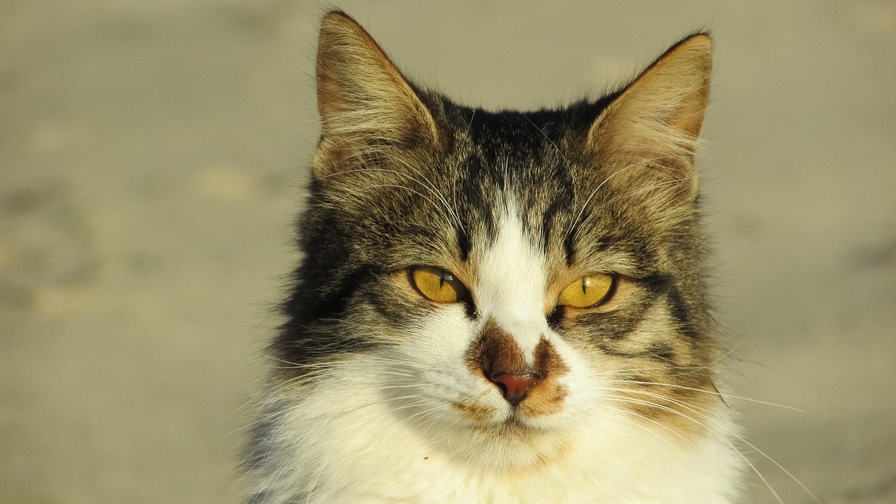 最新可爱猫咪表情包大放送，萌到融化你的心！