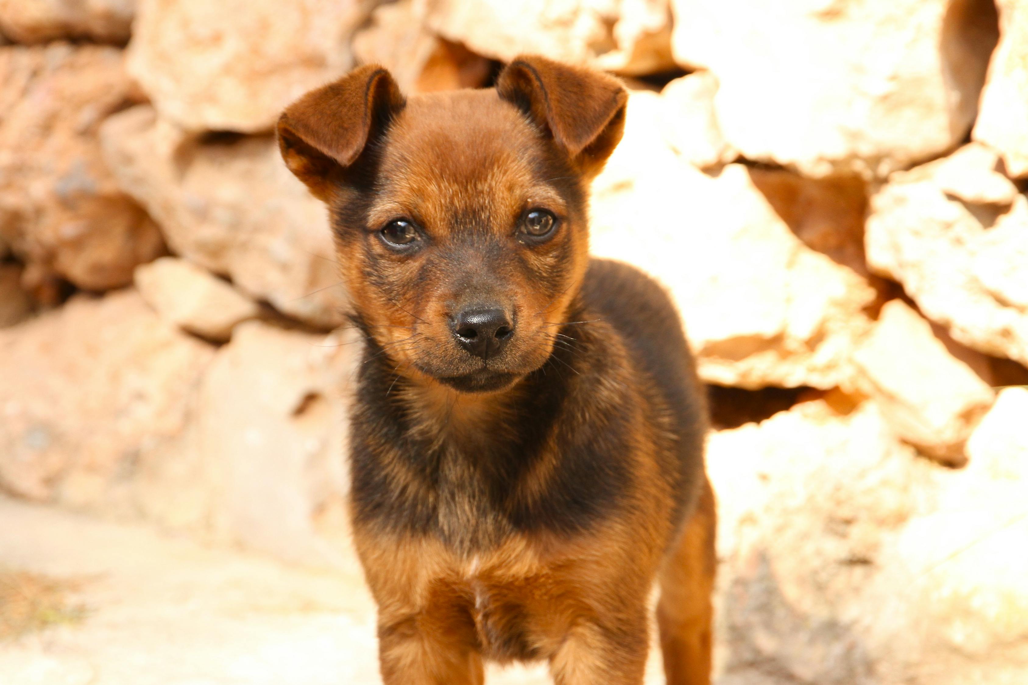 探索可爱世界的独特魅力，最新萌犬一只亮相！