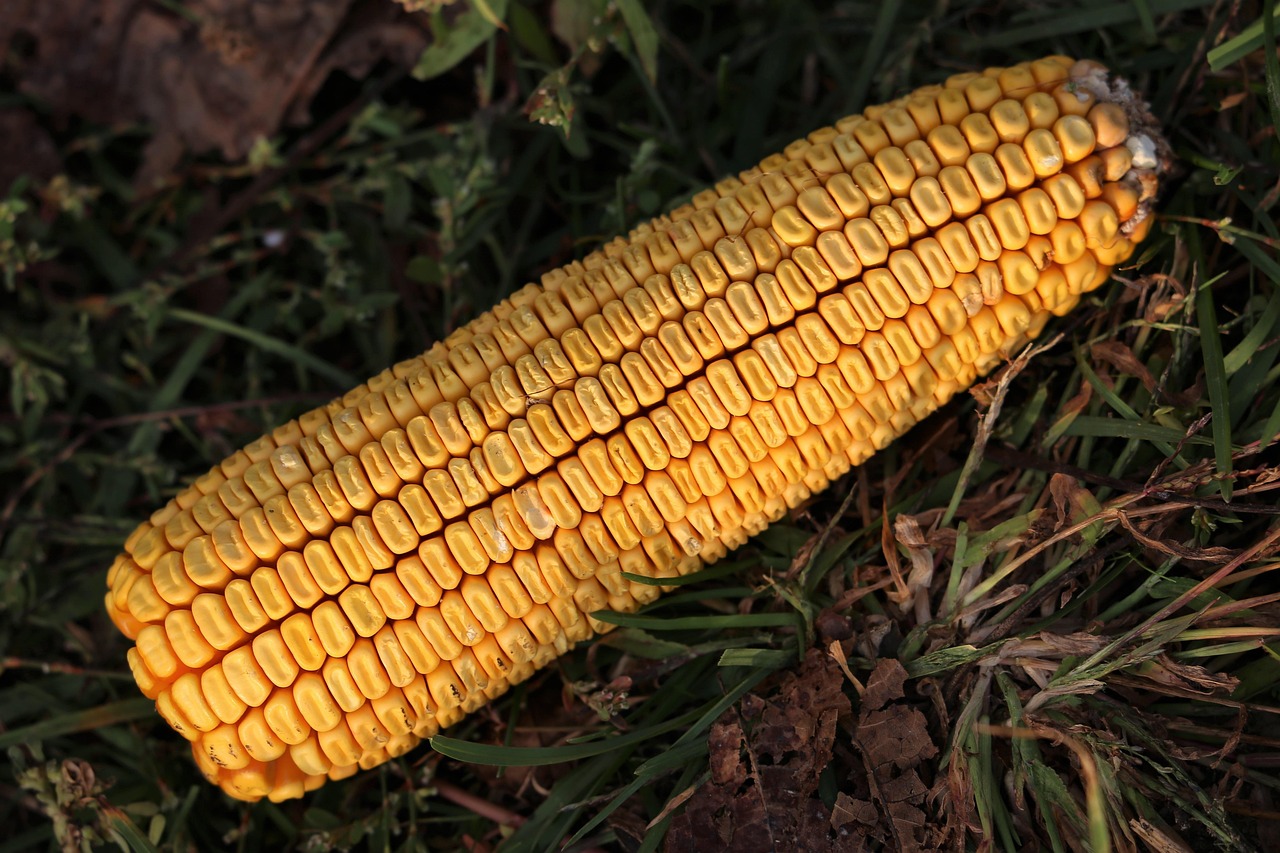 4月菏泽玉米价格行情及最新分析
