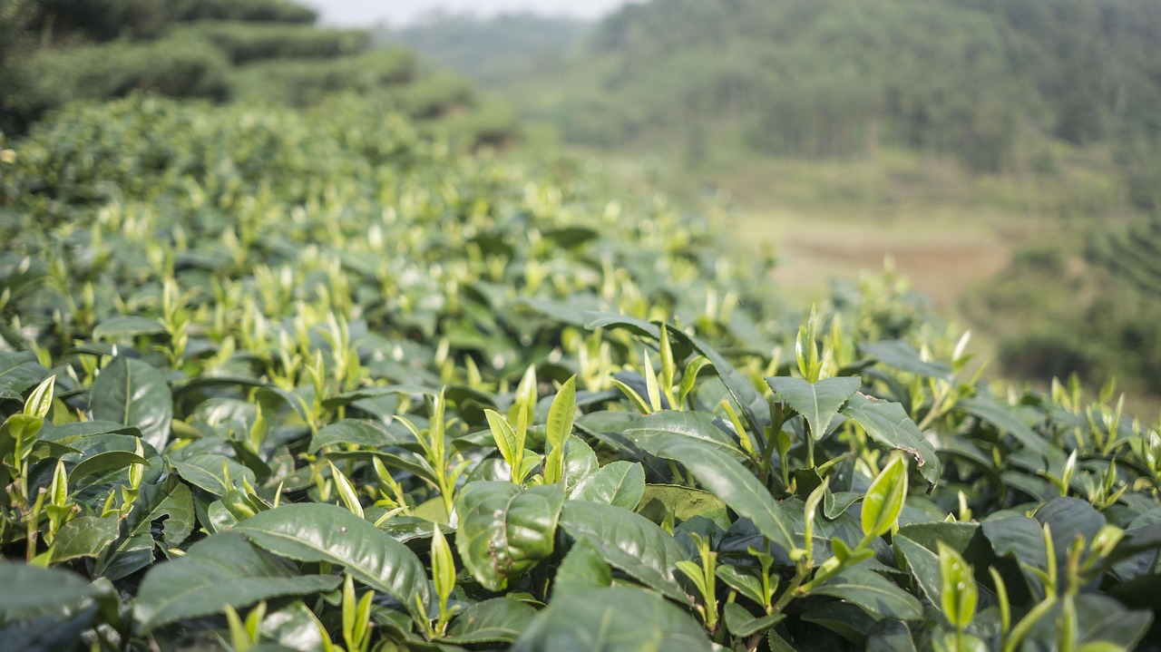 最新5月信阳毛尖茶叶价格表及行情分析