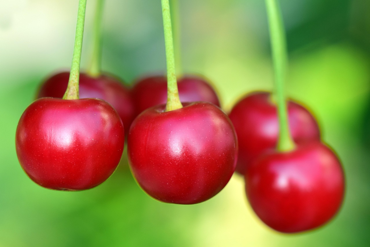 邳州5月毛豆价格最新行情解析